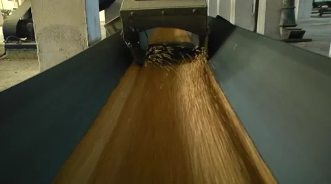 Corn is on the conveyer Stock Footage 61127144