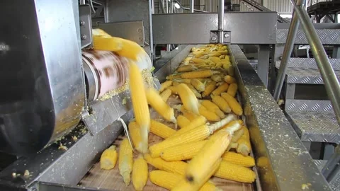 Corn on a conveyor belt in food processi... | Stock Video | Pond5