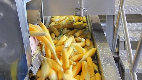 Corn on a conveyor belt in food processi... | Stock Video | Pond5
