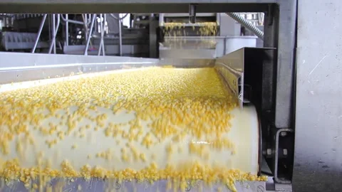 Corn on a conveyor belt in food processing plant Stock Footage 162425255