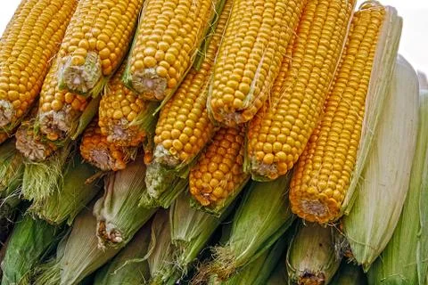Corn for cooking Stock Photos