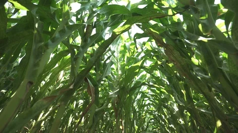 Corn coridor on corn field Видео 123782806