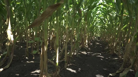 Corn coridor of corn field Видео 123782844