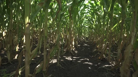 Corn coridor - corn field Stock-Footage 123782878
