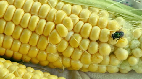 Corn corn and fly Stock Footage 51647120