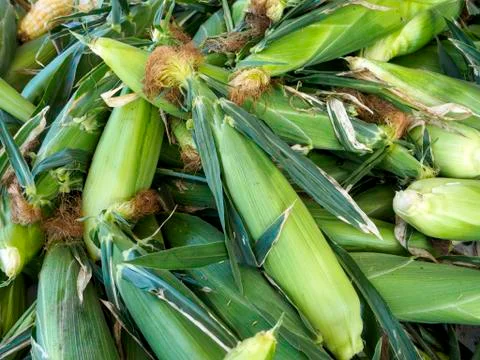Corn Corn and more Corn , harvested and sold at market Stock Photos