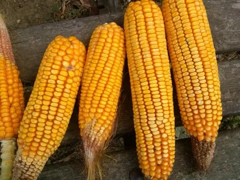 Corn, Corn on the Cob Stock Photos