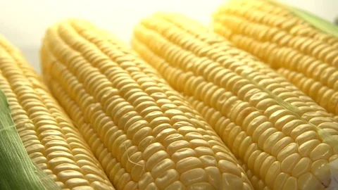 Corn. Corn cobs rotate 360. Stock-Footage 77689749