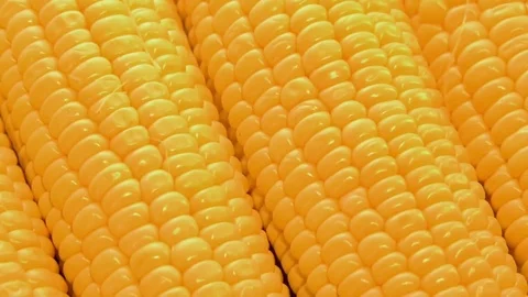 Corn. Corn cobs on the whole screen rotate 360. Background of corn. Stock Footage 78023752