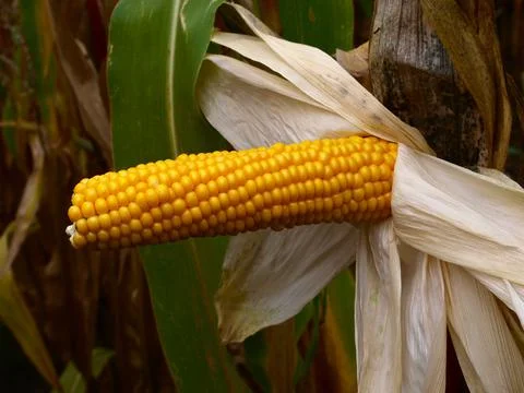 Corn. Corn field and ripe corn head. Corn grains, autumn cereal harvest Stock Photos
