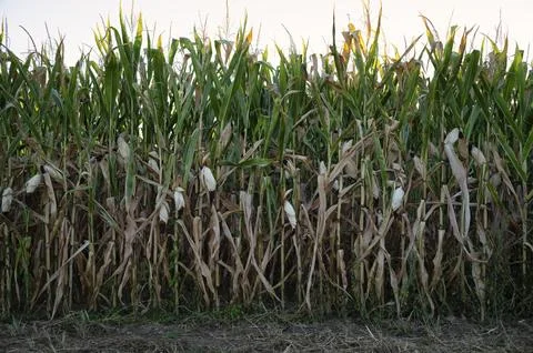 Corn, corn field, dried up after heat wave, sun, heat, crop failure, Stock Photos