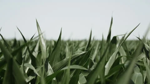 Corn, corn field, grow, growing, summer, stalk, green, landscape, farming, Stock Footage 220922668