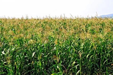 Corn in corn field Stock Photos