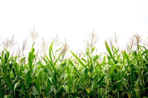 Corn in the corn field,Green corn field on white background Stock Photos