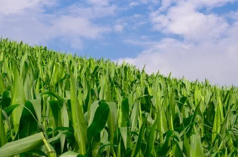 Corn in the corn field,Green corn field on blue sky day background Stock Photos