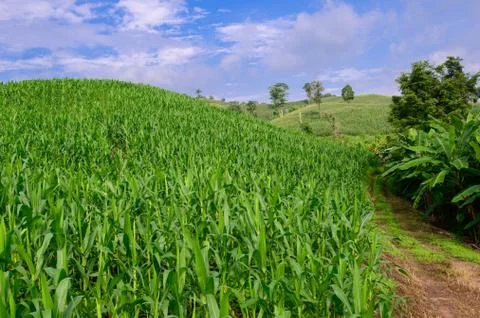 Corn in the corn field,Green corn field on blue sky day background Stock Photos