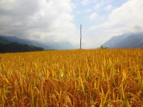 Corn on corn 스톡 사진