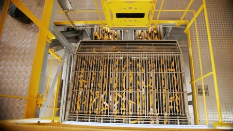 Corn. Corn processing factory. automated process of cleaning corn cobs from Stock Footage 171879505