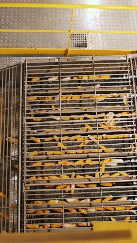 Corn. Corn processing factory. automated process of cleaning corn cobs from Stock Footage 306646339