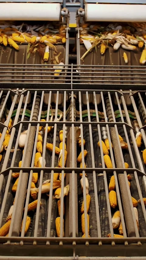 Corn. Corn processing factory. automated process of cleaning corn cobs from Stock Footage 310566449