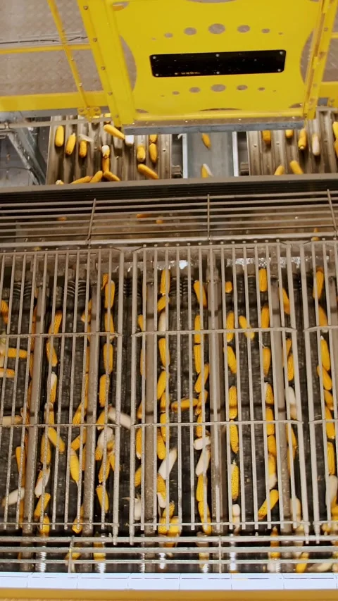 Corn. Corn processing factory. automated process of cleaning corn cobs from Stock Footage 313239881