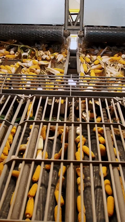 Corn. Corn processing factory. automated process of cleaning corn cobs from Stock Footage 315365017
