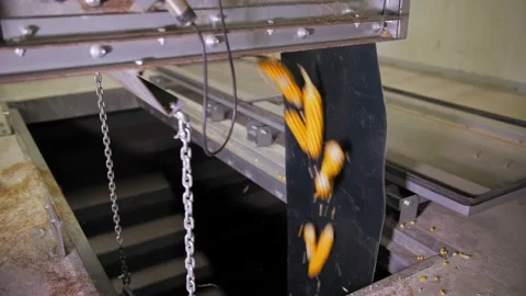 Corn. Corn processing factory. close-up. Freshly harvested corn cobs are moving Stock Footage 165845953