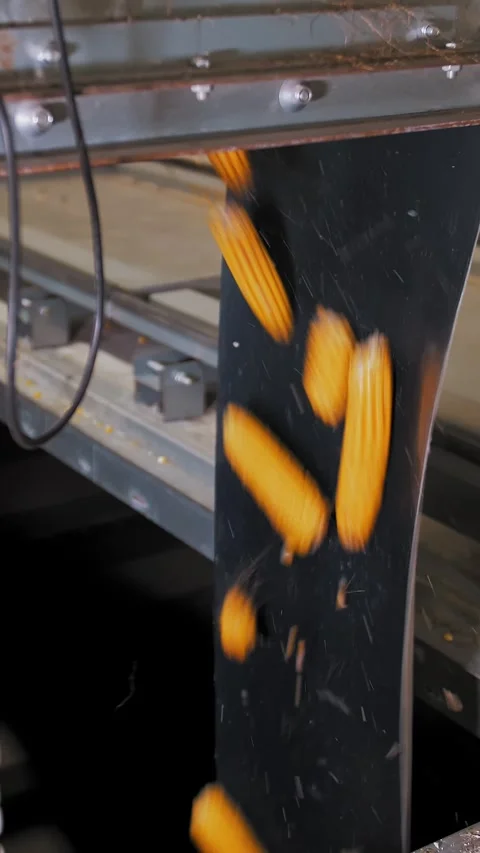 Corn. Corn processing factory. close-up. Freshly harvested corn cobs are moving Stock Footage 311990427