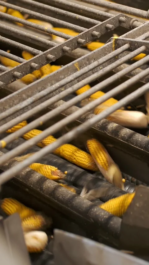 Corn. Corn processing factory. close-up. automated process of cleaning corn cobs Stock Footage 311999775