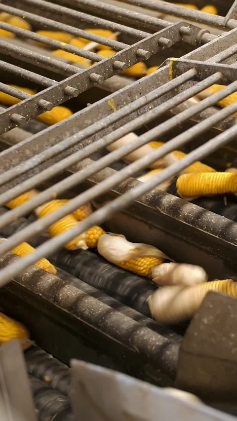 Corn. Corn processing factory. close-up. automated process of cleaning corn cobs Stock Footage 314229671