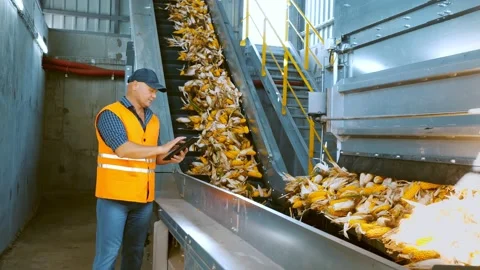 Corn. Corn processing factory. an enterprise for production, procurement and Stock Footage 161410805
