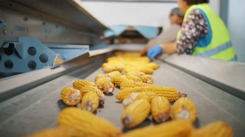Corn. Corn processing factory. an enterprise for production, procurement and Stock Footage 161412400