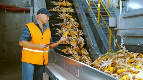 Corn. Corn processing factory. an enterprise for production, procurement and Stock Footage 163676850