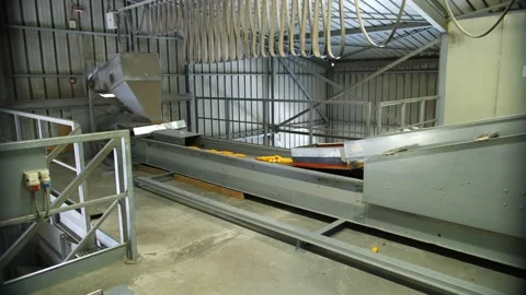 Corn. Corn processing factory. an enterprise for production, procurement and Stock Footage 165847464