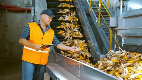 Corn. Corn processing factory. an enterprise for production, procurement and Stock-Footage 171620750