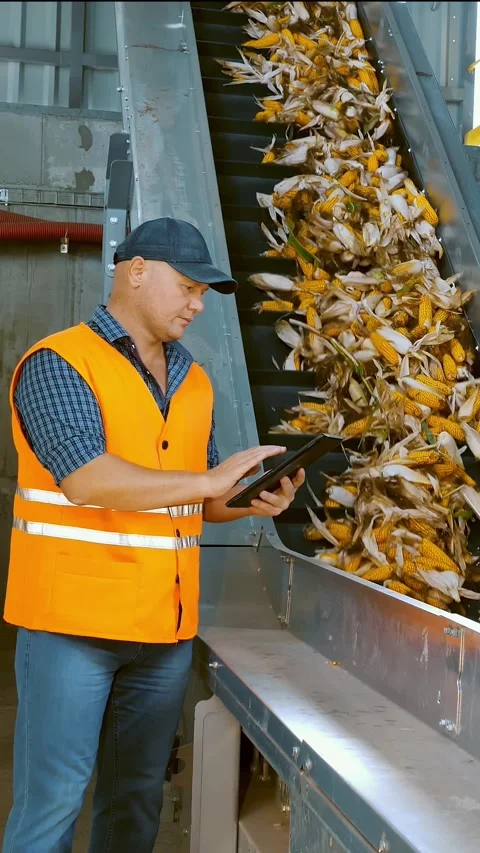 Corn. Corn processing factory. an enterprise for production, procurement and Stock Footage 306646271