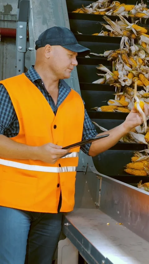 Corn. Corn processing factory. an enterprise for production, procurement and Stock Footage 306646330