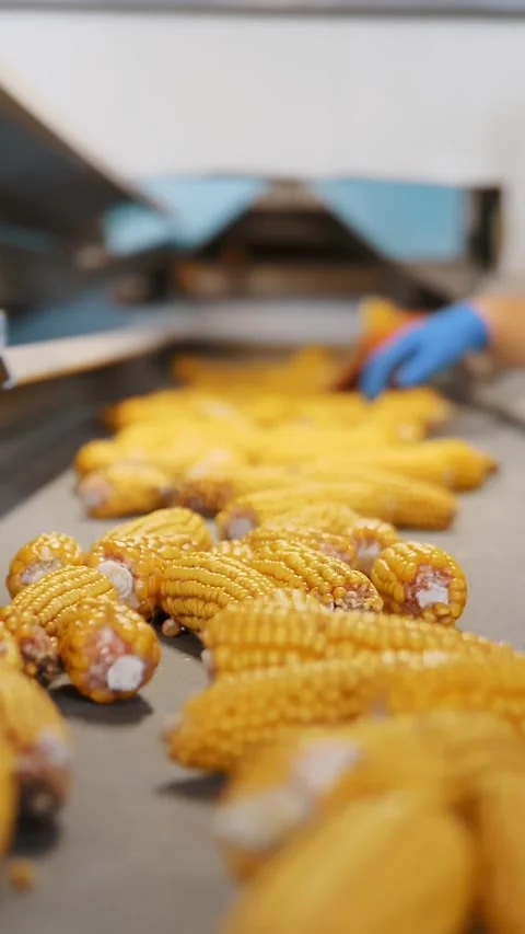 Corn. Corn processing factory. an enterprise for production, procurement and Stock Footage 306646402