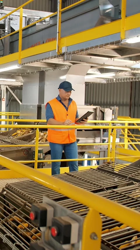 Corn. Corn processing factory. an enterprise for production, procurement and Stock Footage 312800474