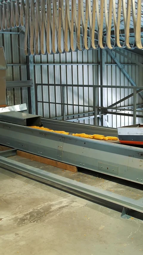 Corn. Corn processing factory. an enterprise for production, procurement and Stock Footage 313239690