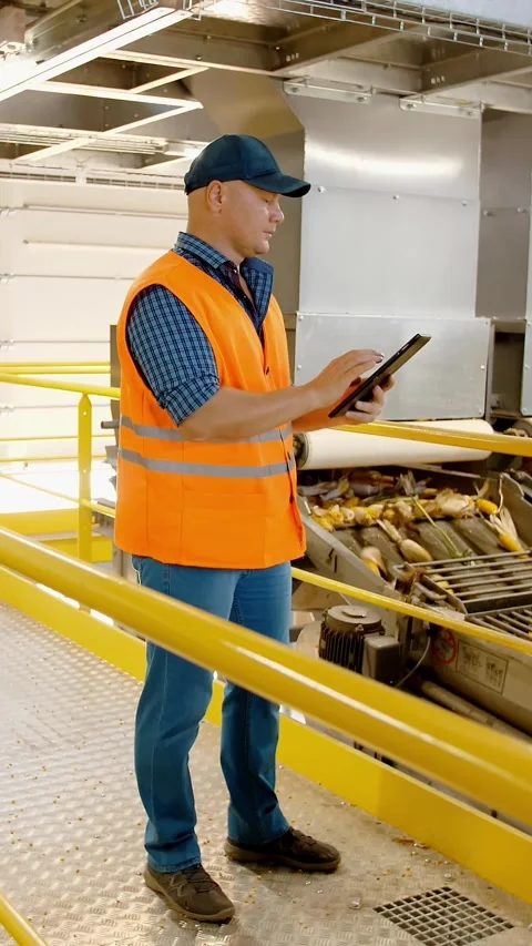 Corn. Corn processing factory. an enterprise for production, procurement and Stock Footage 313245668