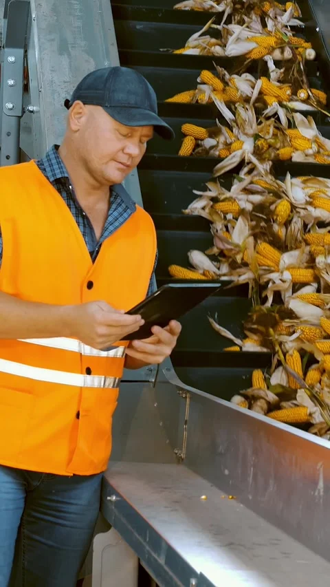 Corn. Corn processing factory. an enterprise for production, procurement and Stock Footage 313346544