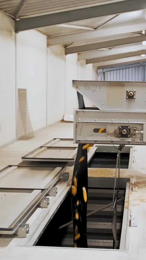 Corn. Corn processing factory. plant employee monitors loading process of corn Stock Footage 312805338