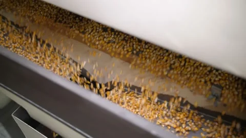 Corn. corn seed cleaning line. processing factory. close-up. processing of corn Stock-Footage 165847593