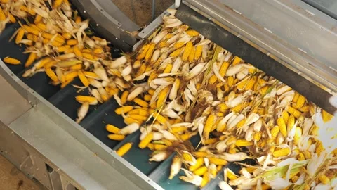 Corn. corn seeds production. Corn processing factory. an enterprise for Stock Footage 161410368