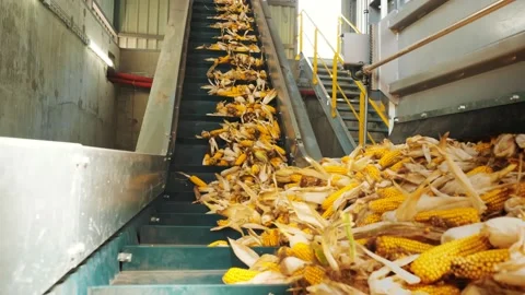 Corn. corn seeds production. Corn processing factory. an enterprise for Stock Footage 161410720