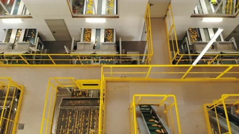 Corn. corn seeds production. Corn processing factory. an enterprise for the Stock-Footage 162745311