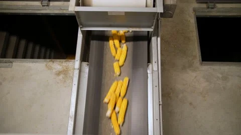 Corn. corn seeds production. Corn processing factory. an enterprise for Stock Footage 165845932