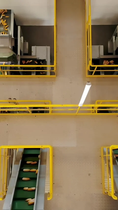 Corn. corn seeds production. Corn processing factory. an enterprise for the Stock Footage 306646264