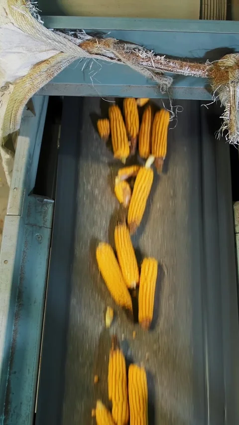 Corn. corn seeds production. Corn processing factory. an enterprise for Stock Footage 307418642